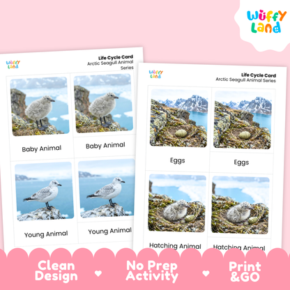Arctic Seagull Life Cycle Flashcards | Montessori 3 Part Cards Science Activity