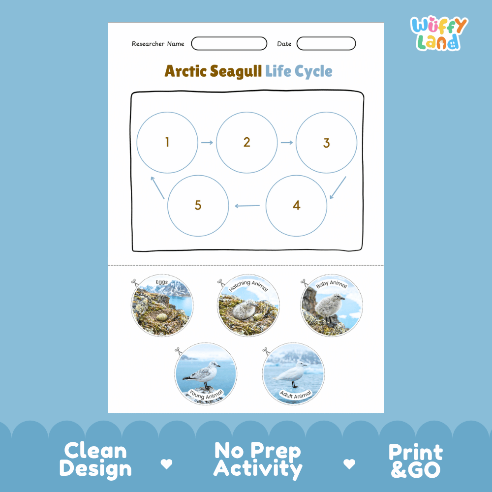 Arctic Seagull Life Cycle Poster and Cut and Paste Worksheet Activity