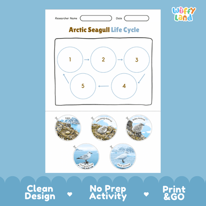 Arctic Seagull Life Cycle Poster and Cut and Paste Worksheet Activity
