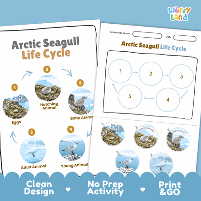 Arctic Seagull Life Cycle Poster and Cut and Paste Worksheet Activity