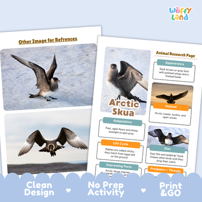 Two printed educational activity sheets for learning about an Arctic skua, shown on a light blue background. The left sheet has two reference photos of the bird in flight and on snow.