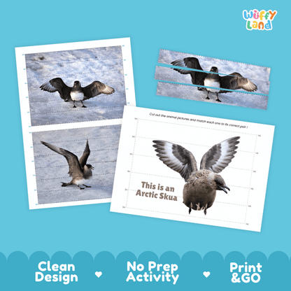 Arctic Skua Cut and Match Puzzle Activity Worksheets