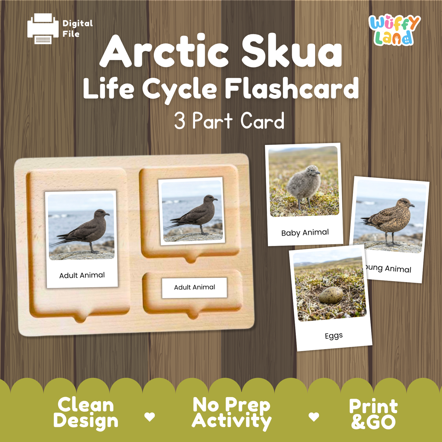 Arctic Skua Life Cycle Flashcards | Montessori 3 Part Cards Science Activity