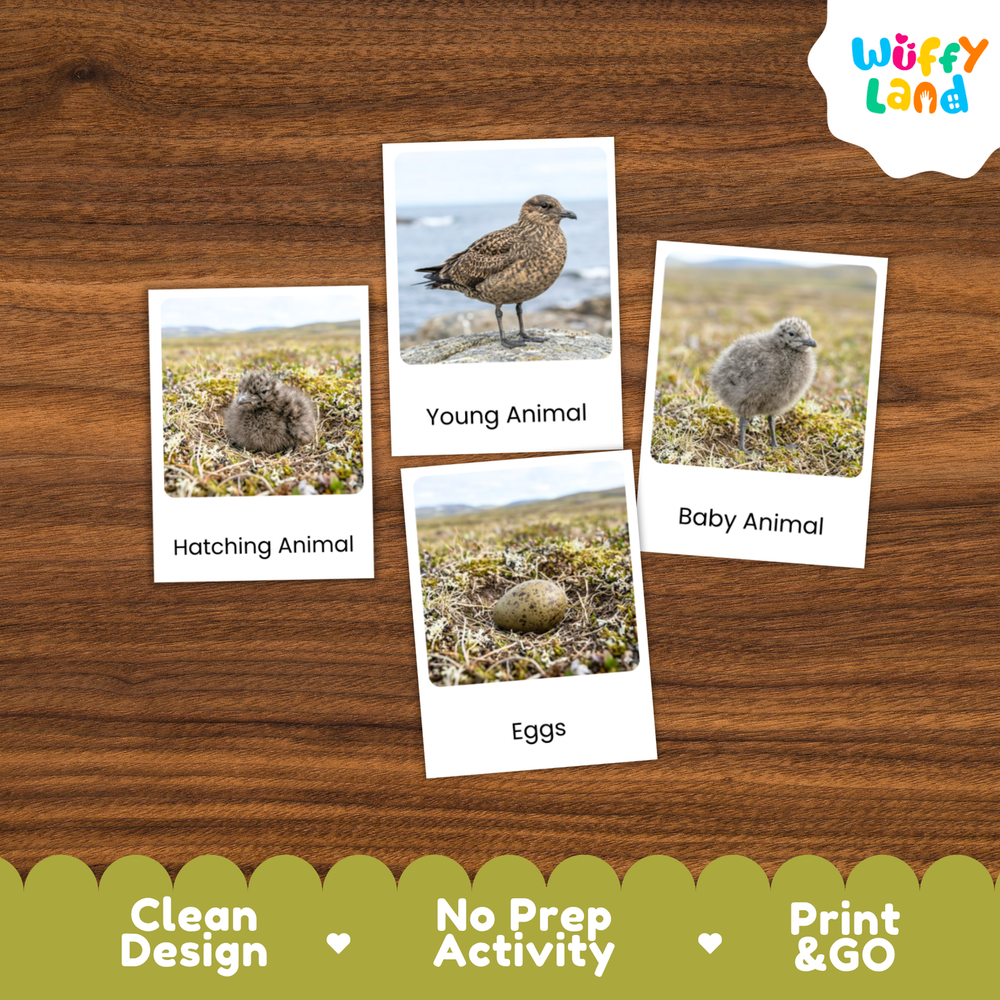 Arctic Skua Life Cycle Flashcards | Montessori 3 Part Cards Science Activity