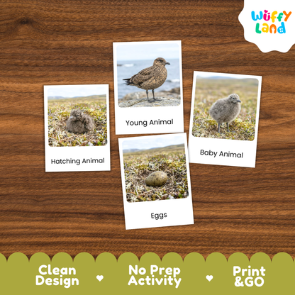 Arctic Skua Life Cycle Flashcards | Montessori 3 Part Cards Science Activity