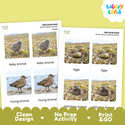 Arctic Skua Life Cycle Flashcards | Montessori 3 Part Cards Science Activity