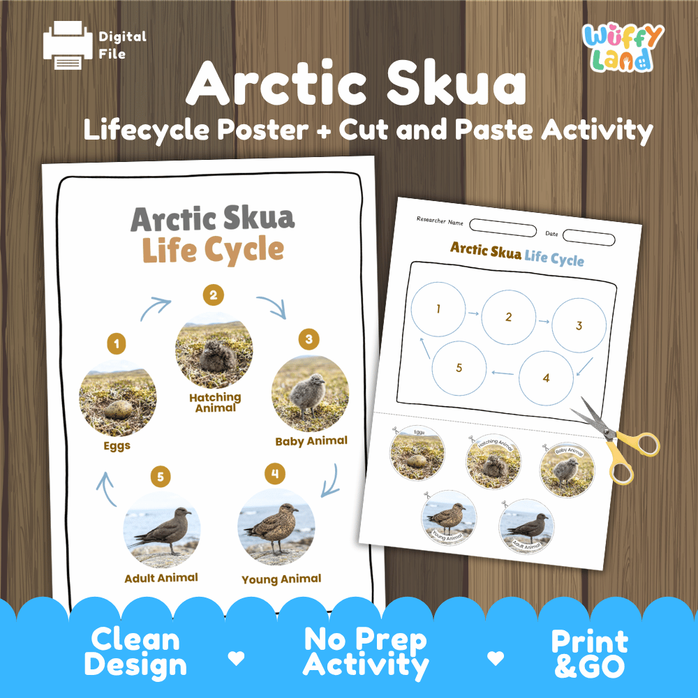 Arctic Skua Life Cycle Poster and Cut and Paste Worksheet Activity