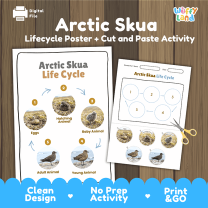 Arctic Skua Life Cycle Poster and Cut and Paste Worksheet Activity