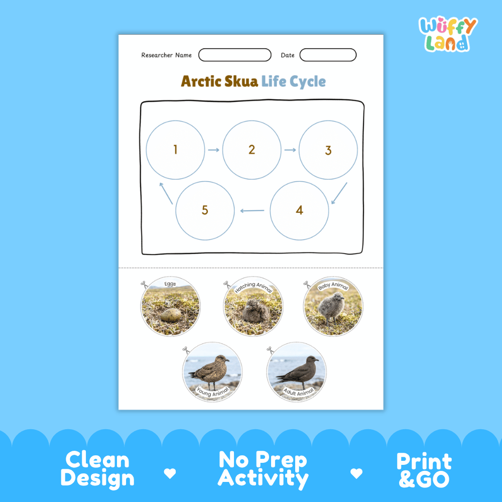 Arctic Skua Life Cycle Poster and Cut and Paste Worksheet Activity