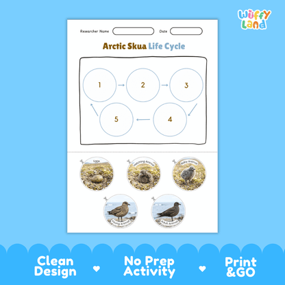 Arctic Skua Life Cycle Poster and Cut and Paste Worksheet Activity