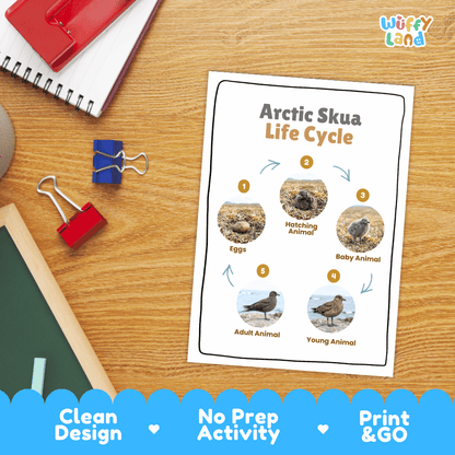 Arctic Skua Life Cycle Poster and Cut and Paste Worksheet Activity