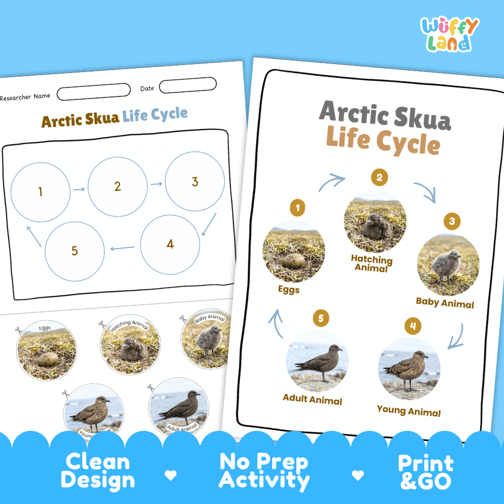 Arctic Skua Life Cycle Poster and Cut and Paste Worksheet Activity