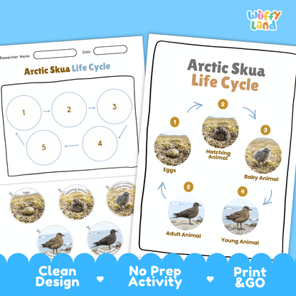 Arctic Skua Life Cycle Poster and Cut and Paste Worksheet Activity