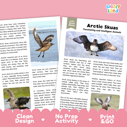 Two printed activity sheets about Arctic Skuas laid out on a white background with decorative pink hearts and the text 'Clean Design', 'No Prep Activity', and 'Print & Go'. The sheets contain colorful animal illustrations, short text, and activity prompts.
