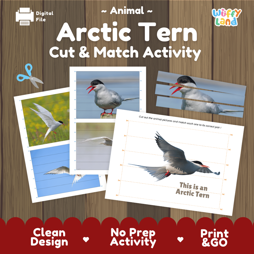 Arctic Tern Cut and Match Activity Worksheets