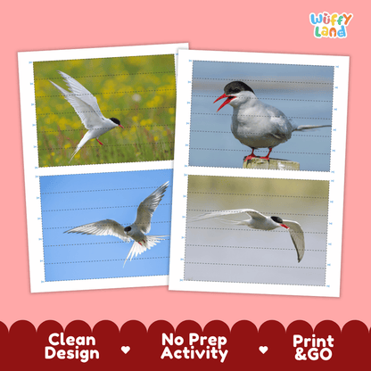 Arctic Tern Cut and Match Activity Worksheets