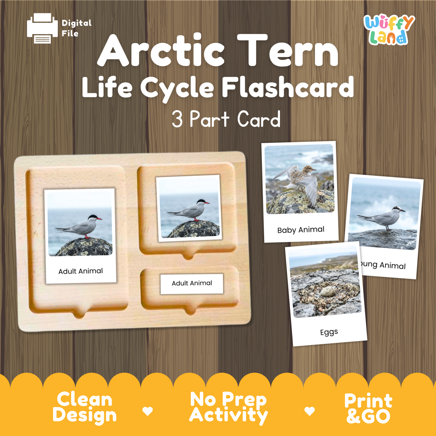 Arctic Tern Life Cycle Flashcards | Montessori 3 Part Cards Science Activity