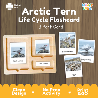 Arctic Tern Life Cycle Flashcards | Montessori 3 Part Cards Science Activity