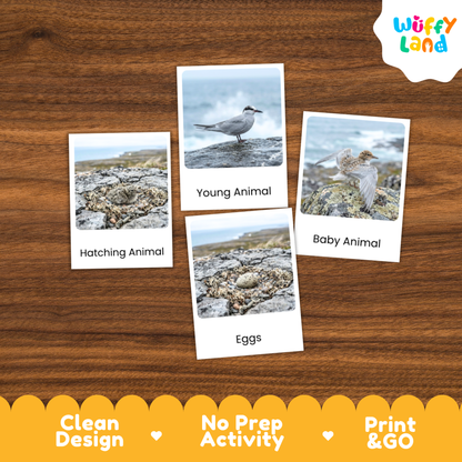 Arctic Tern Life Cycle Flashcards | Montessori 3 Part Cards Science Activity