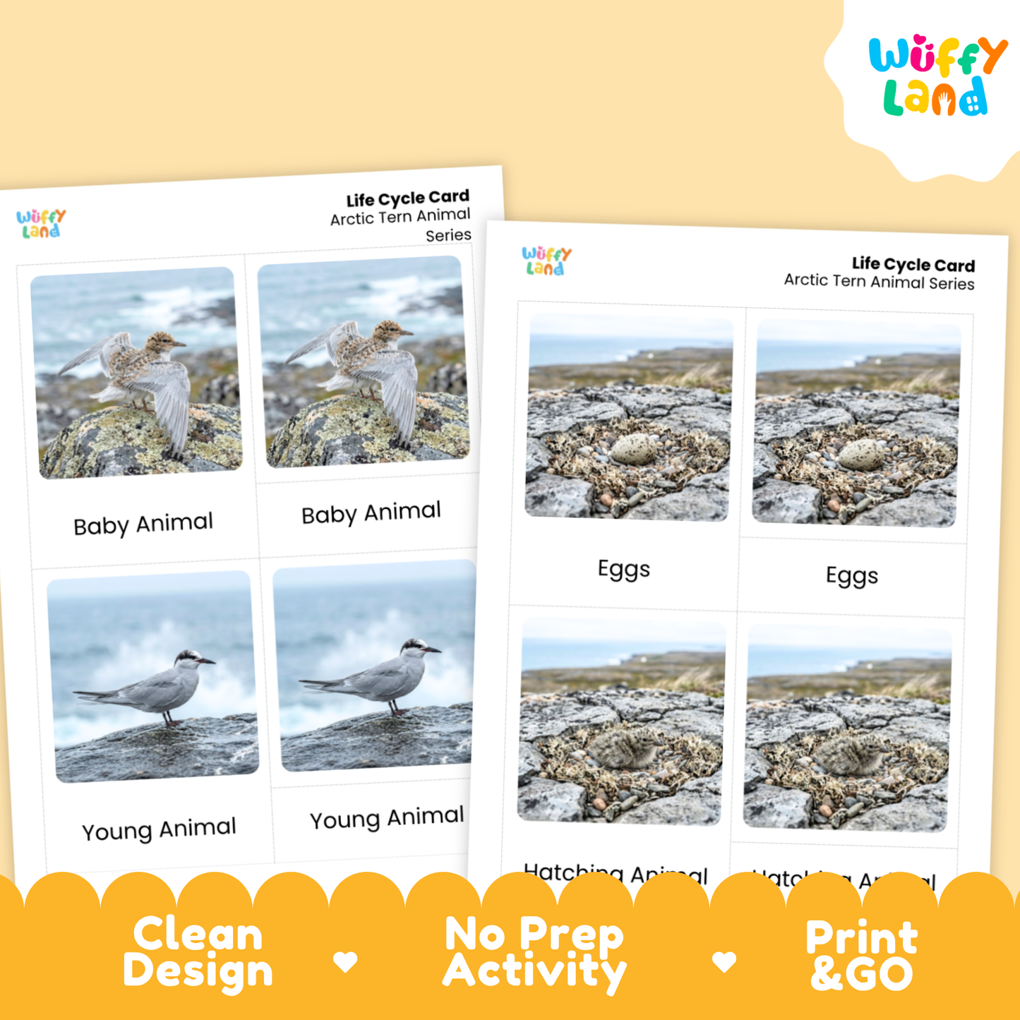 Arctic Tern Life Cycle Flashcards | Montessori 3 Part Cards Science Activity