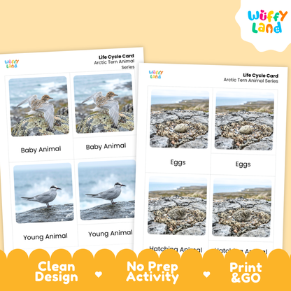 Arctic Tern Life Cycle Flashcards | Montessori 3 Part Cards Science Activity