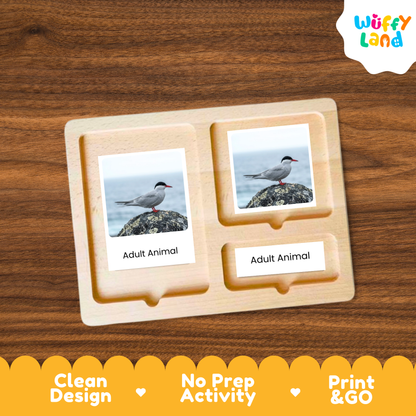 Arctic Tern Life Cycle Flashcards | Montessori 3 Part Cards Science Activity