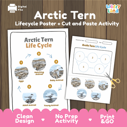 Arctic Tern Life Cycle Poster and Cut and Paste Worksheet Activity