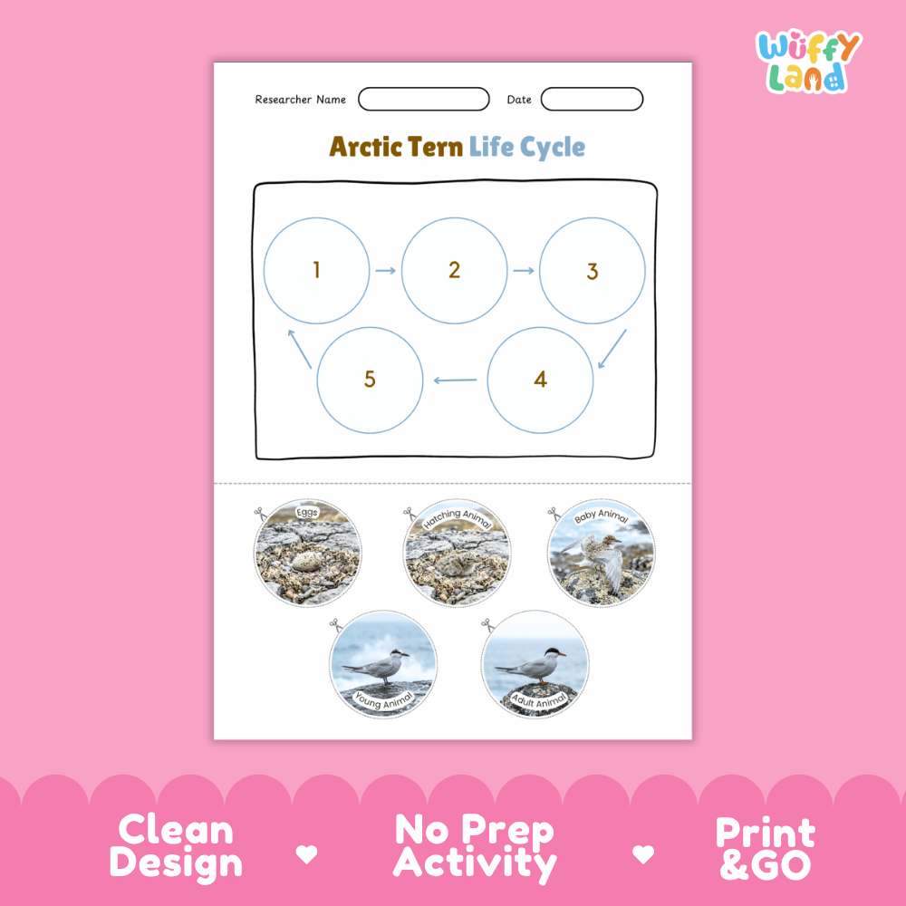 Arctic Tern Life Cycle Poster and Cut and Paste Worksheet Activity