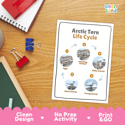 Arctic Tern Life Cycle Poster and Cut and Paste Worksheet Activity