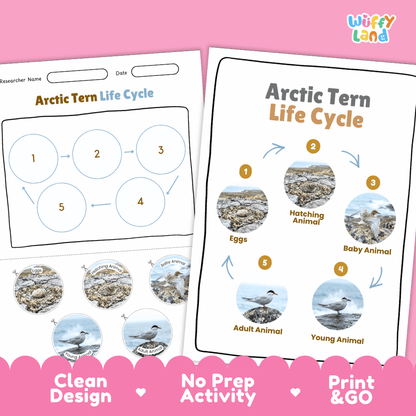 Arctic Tern Life Cycle Poster and Cut and Paste Worksheet Activity