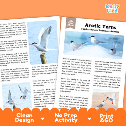 Two printed activity sheets about Arctic Terns shown on a white background with an orange banner at the bottom. The sheets contain text, illustrations, and a small bird photo, and the top right corner shows the brand name 'wifly land'.