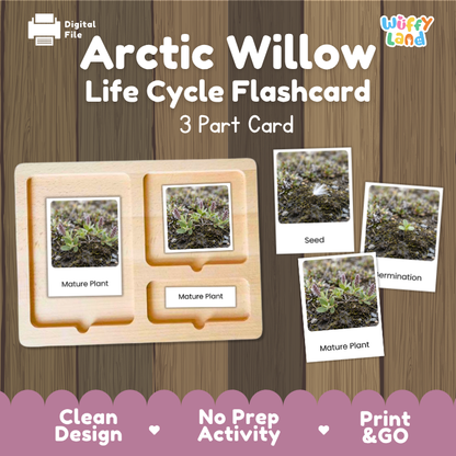 Arctic Willow Life Cycle Flashcards | 3 Part Cards Montessori Science Activity