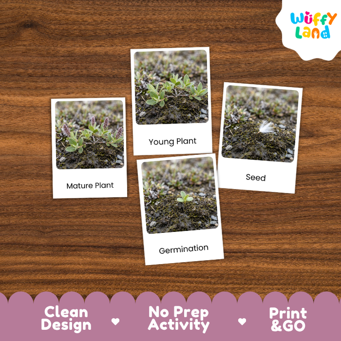 Arctic Willow Life Cycle Flashcards | 3 Part Cards Montessori Science Activity