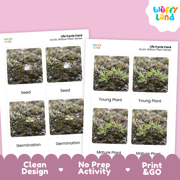 Arctic Willow Life Cycle Flashcards | 3 Part Cards Montessori Science Activity