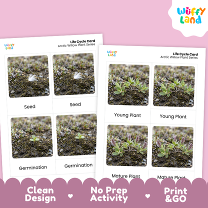 Arctic Willow Life Cycle Flashcards | 3 Part Cards Montessori Science Activity