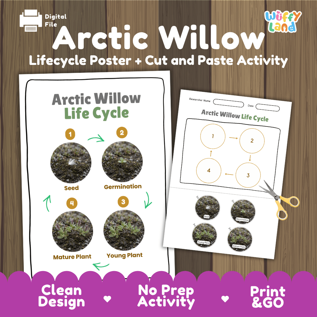 Arctic Willow Life Cycle Poster and Cut and Paste Activity Worksheet