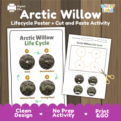 Arctic Willow Life Cycle Poster and Cut and Paste Activity Worksheet