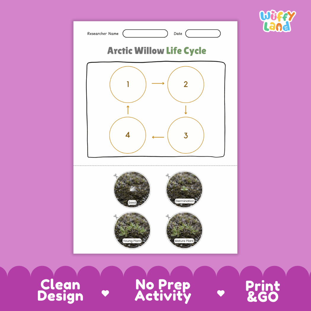 Arctic Willow Life Cycle Poster and Cut and Paste Activity Worksheet