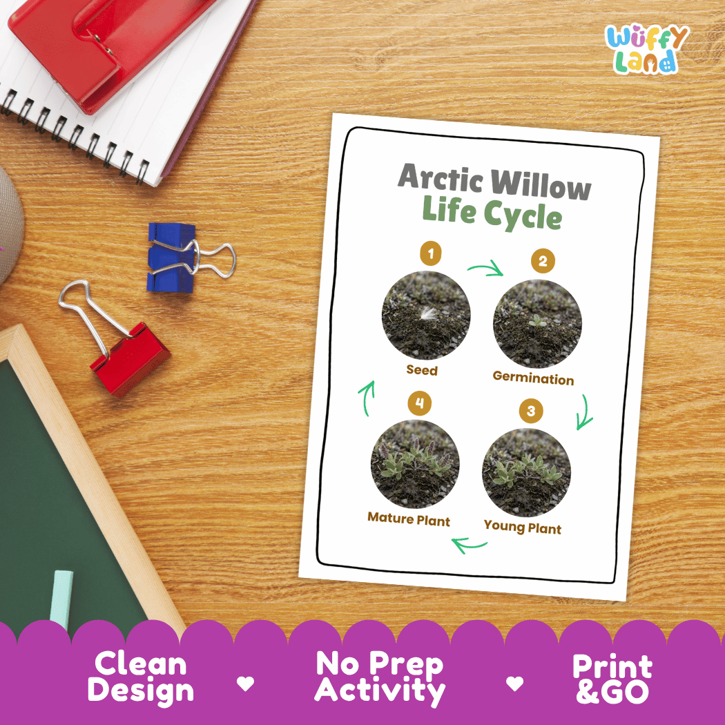 Arctic Willow Life Cycle Poster and Cut and Paste Activity Worksheet