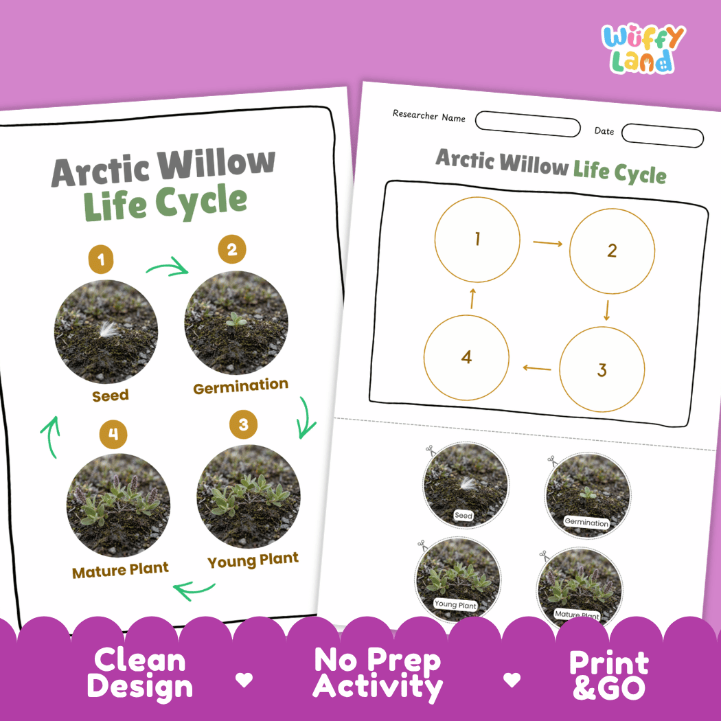 Arctic Willow Life Cycle Poster and Cut and Paste Activity Worksheet