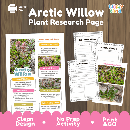 Arctic Willow Plant Research Page Worksheets and Fact Sheet