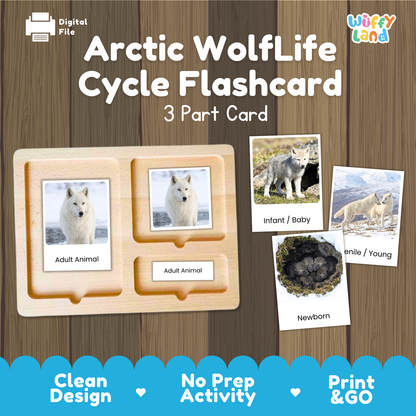 Arctic Wolf Life Cycle Flashcard 3 Part Card