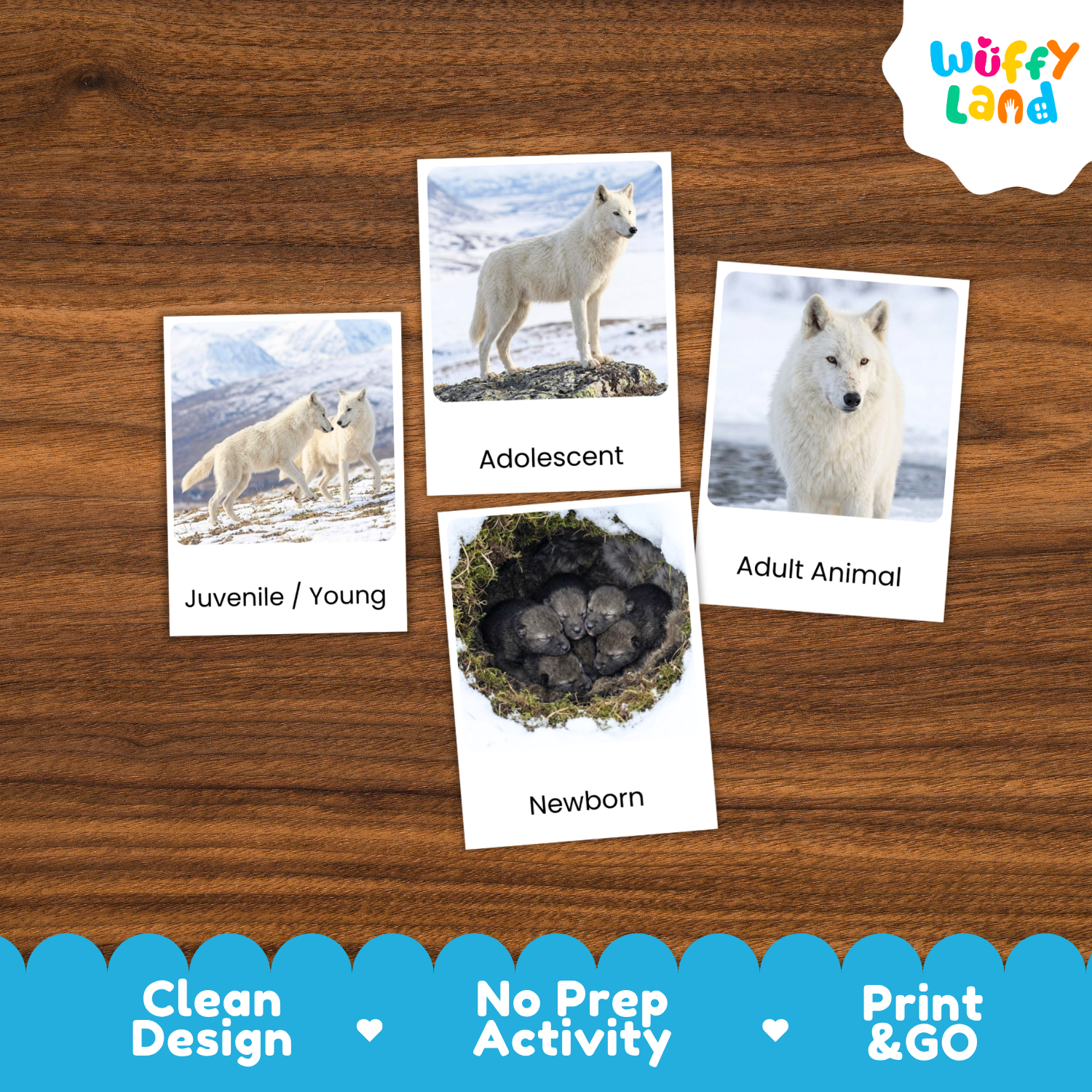 Four animal-themed activity cards showing wolf photos labeled Juvenile/Young, Adolescent, Adult Animal, and Newborn, arranged on a wood surface. A Wuffi Land logo appears in the top right, and a blue banner at the bottom reads Clean Design, No Prep Activity, and Print & Go.