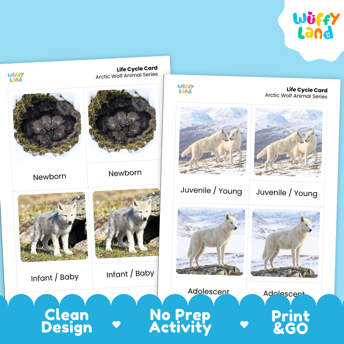 Arctic Wolf Life Cycle Flashcard 3 Part Card