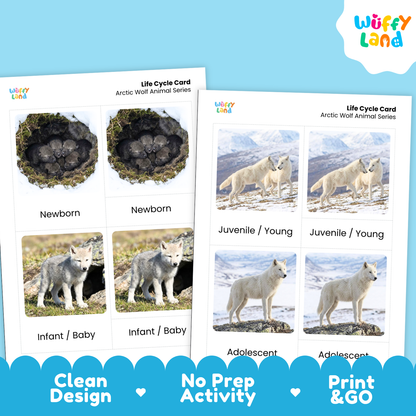 Arctic Wolf Life Cycle Flashcard 3 Part Card