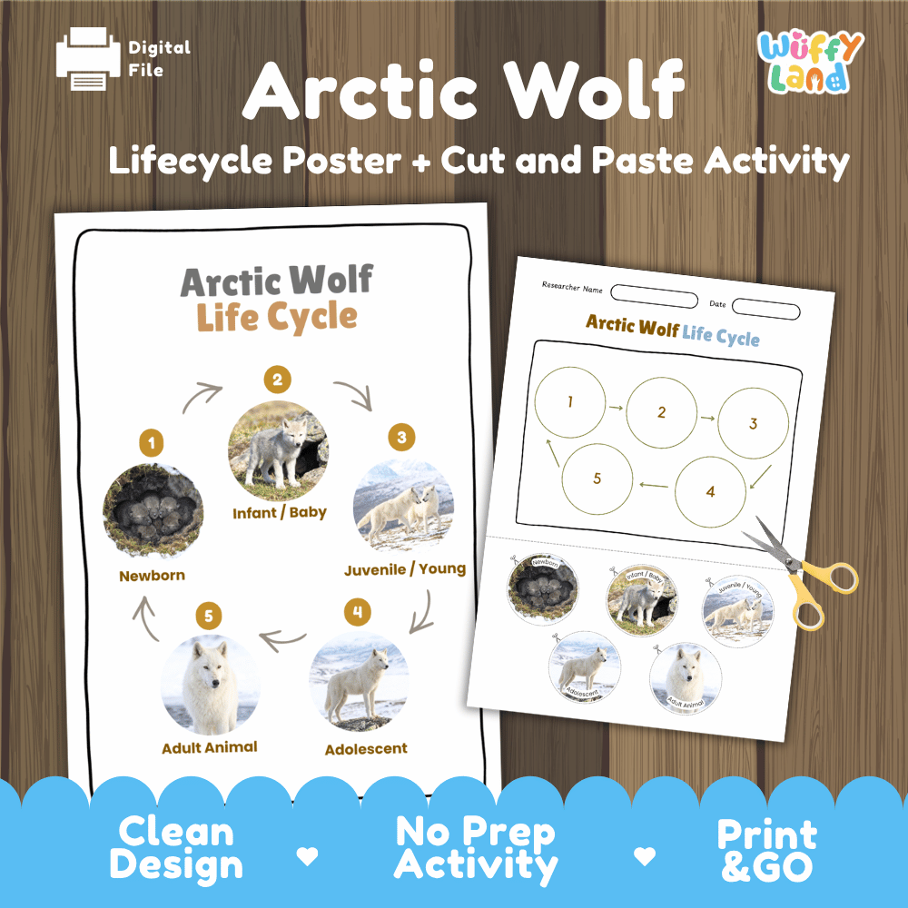 Arctic Wolf Life Cycle Poster and Cut and Paste Worksheet Activity