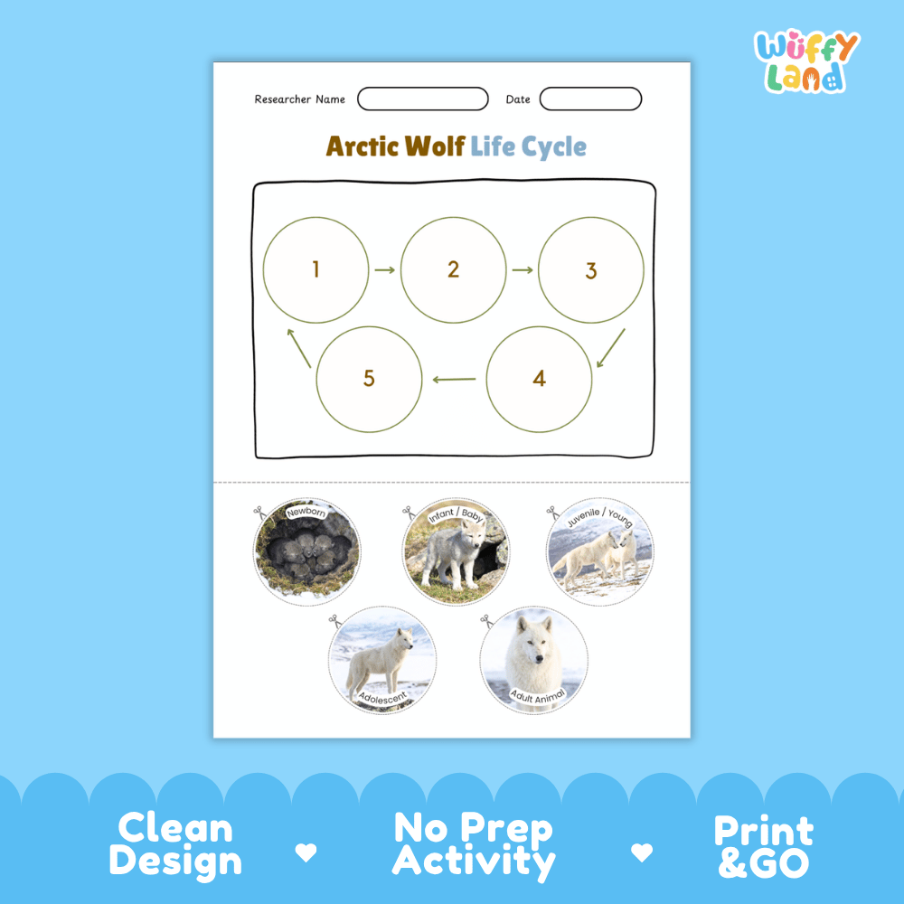 Arctic Wolf Life Cycle Poster and Cut and Paste Worksheet Activity