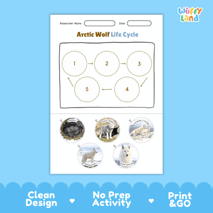 Arctic Wolf Life Cycle Poster and Cut and Paste Worksheet Activity