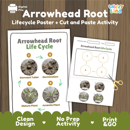 Arrowhead root plant life cycle educational printable pack cover showing visual reference poster and cut and paste sequencing worksheet with real photography