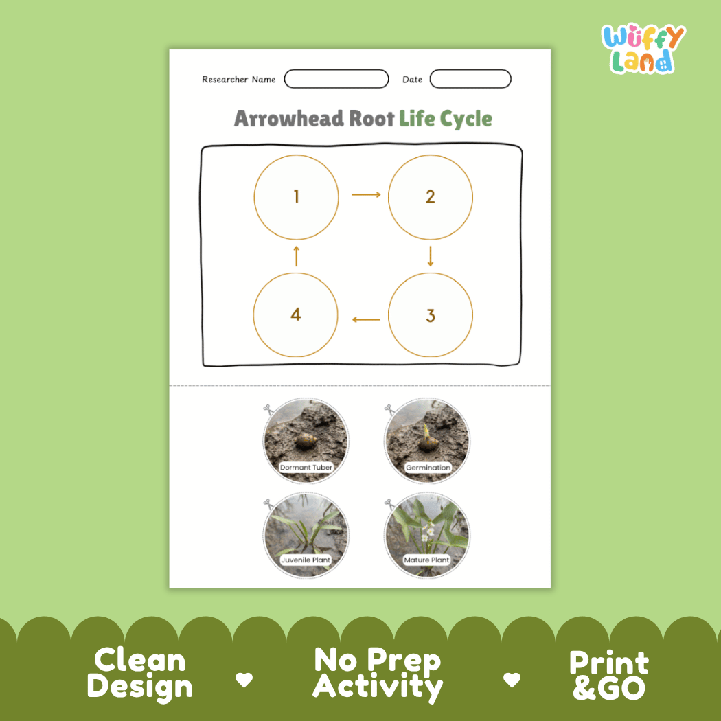 Educational reference poster showing four realistic photo stages of an arrowhead root life cycle including dormant tuber, germination, juvenile plant, and mature plant